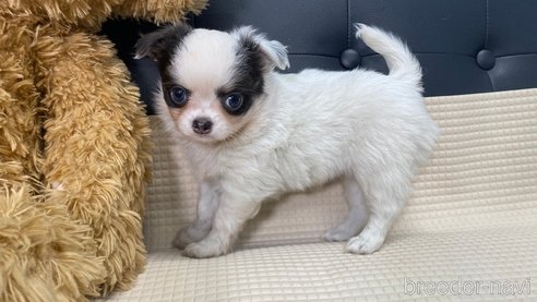成約済の兵庫県のチワワ(ロングコート)-311243の1枚目